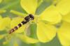 Sphaerophoria scripta